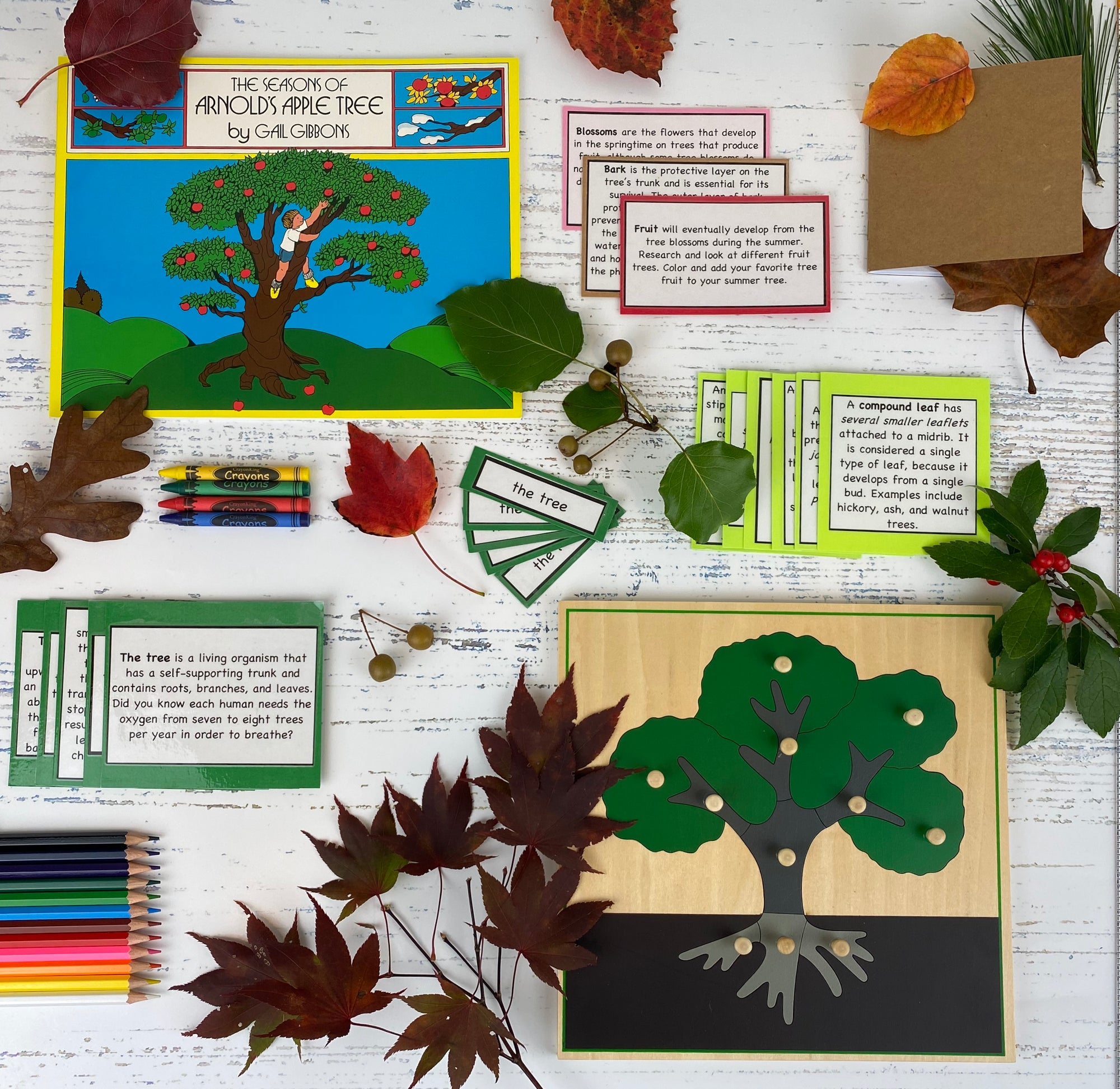 Tree and Leaves Botany Kit
