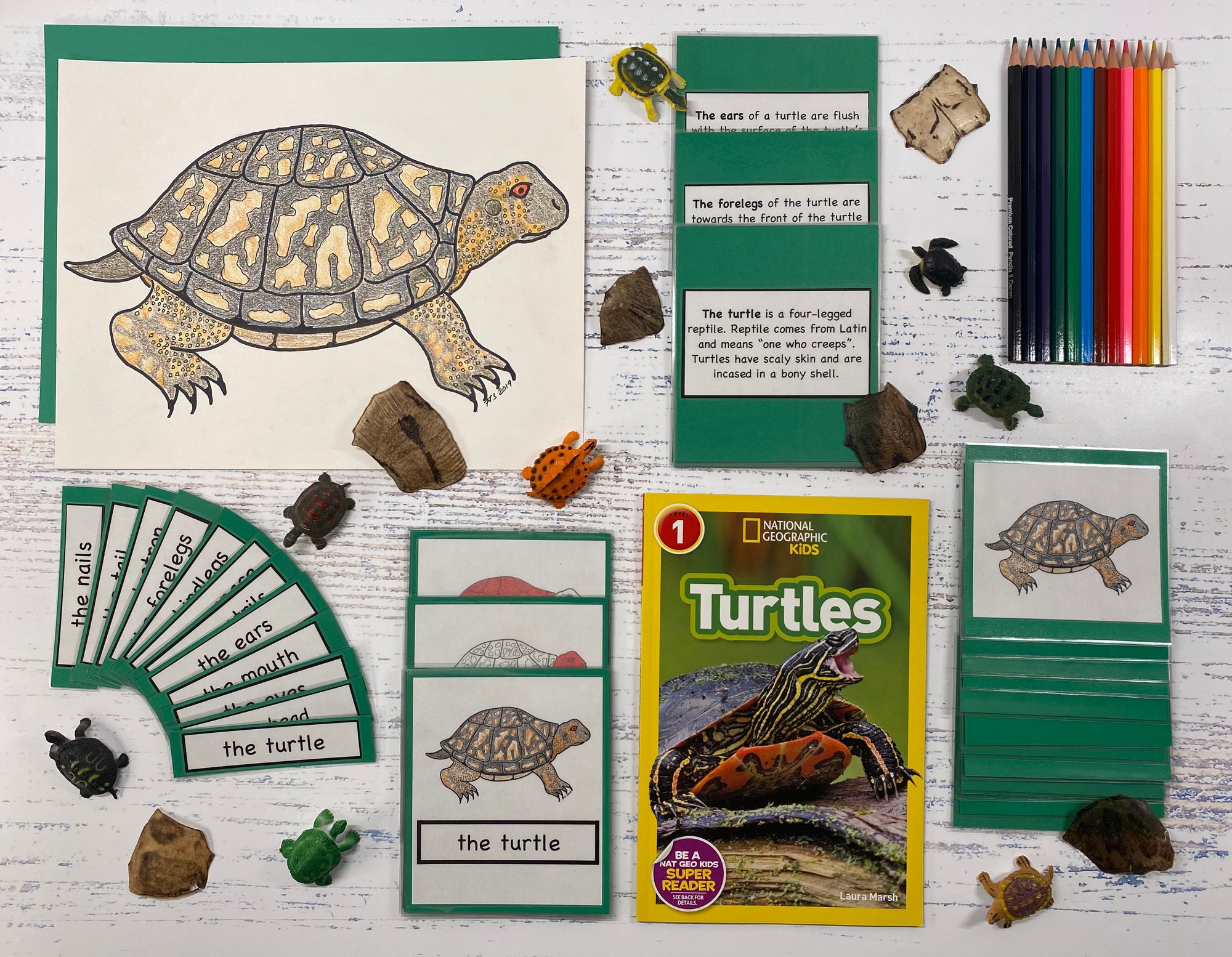 Turtles and Reptiles Kit