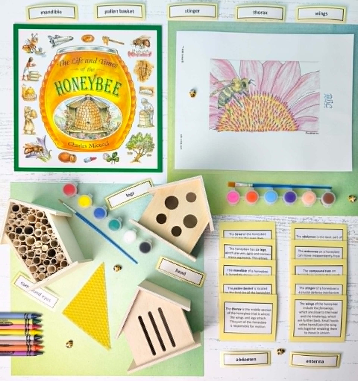 Honeybee’s and Insect Kit