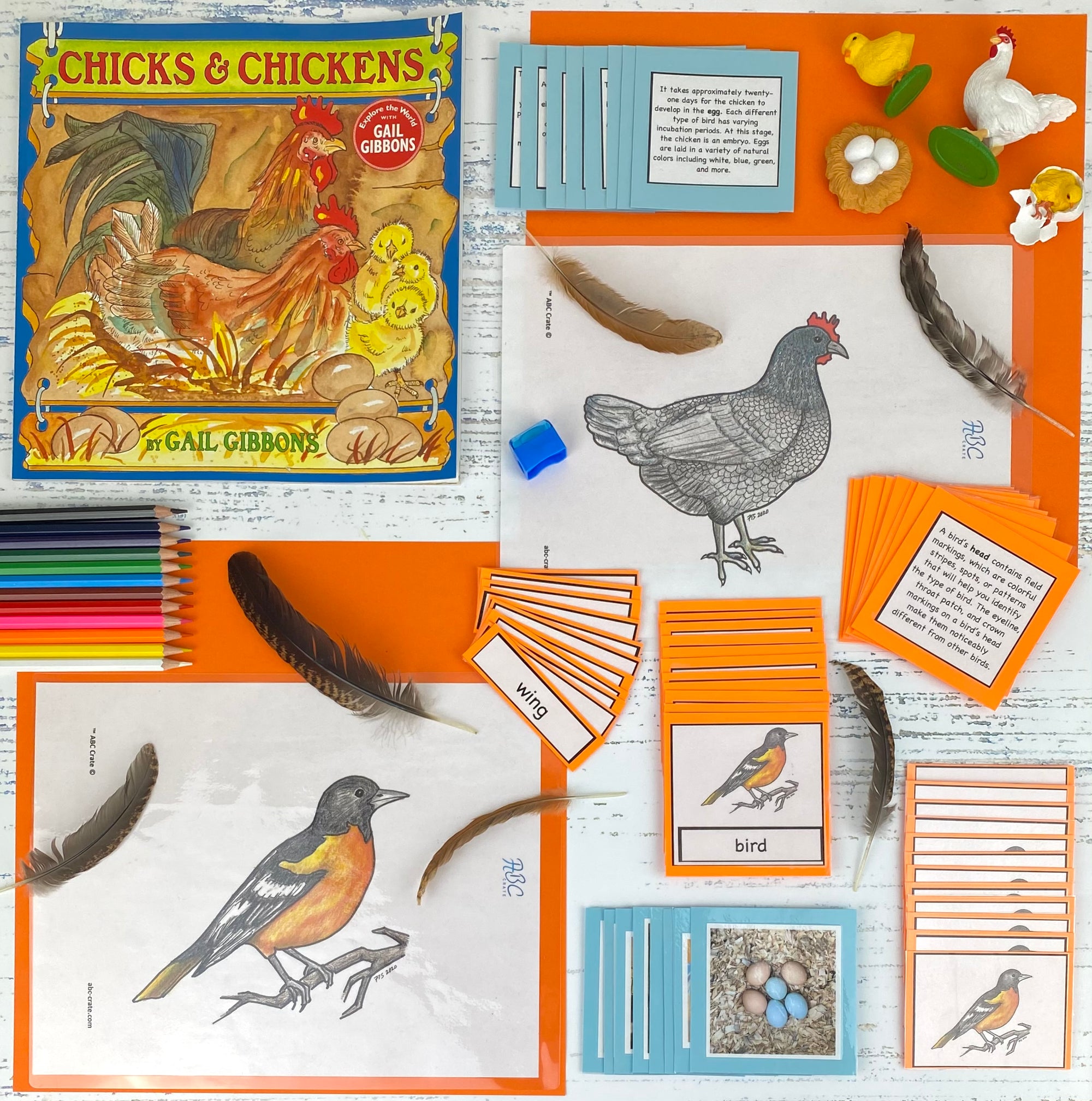 Birds and Aves Kit