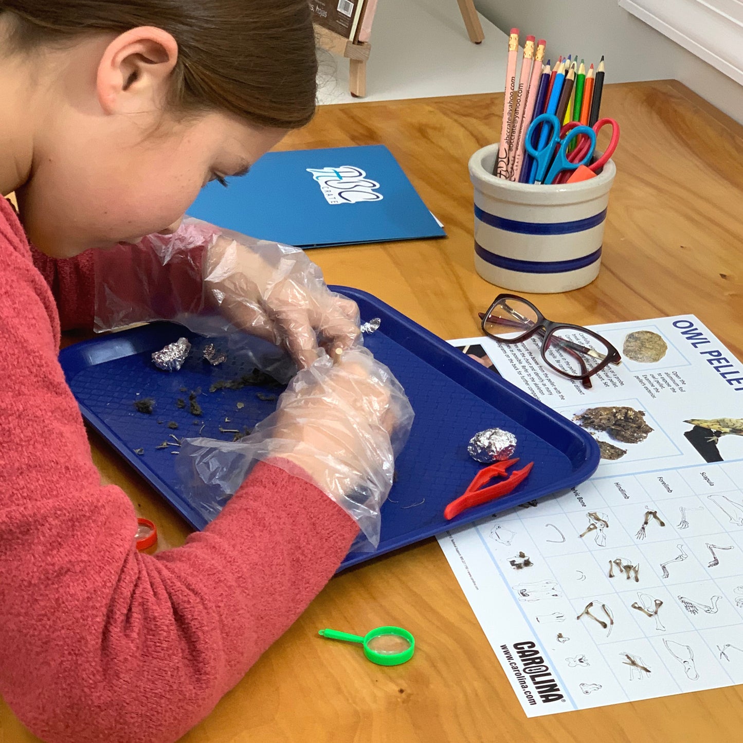 Owl Pellet Dissection Kit