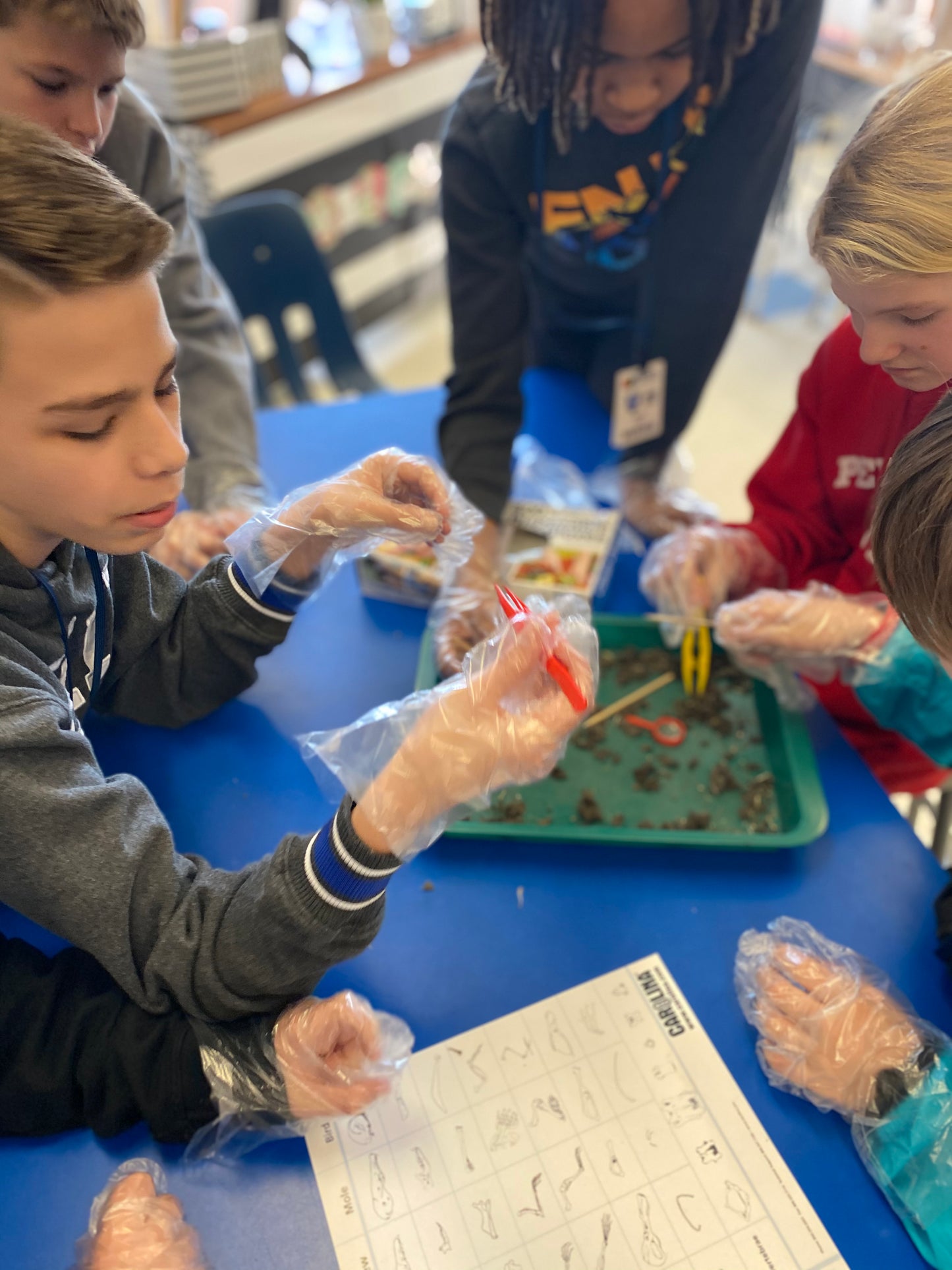 Owl Pellet Dissection Kit