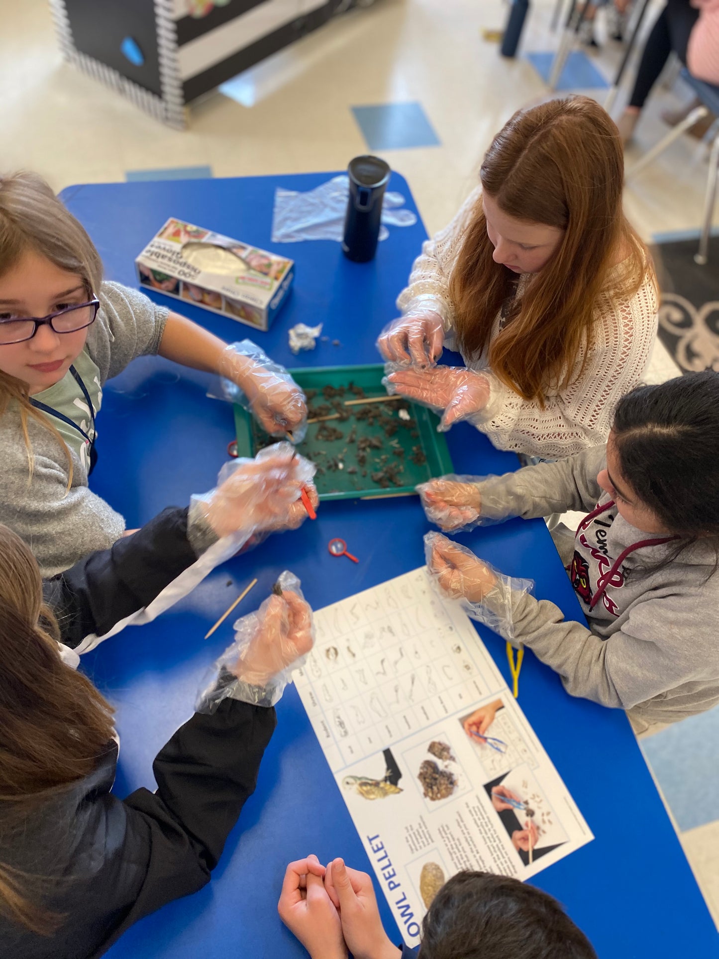 Owl Pellet Dissection Kit