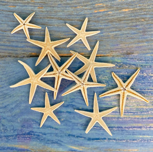 Starfish Kit