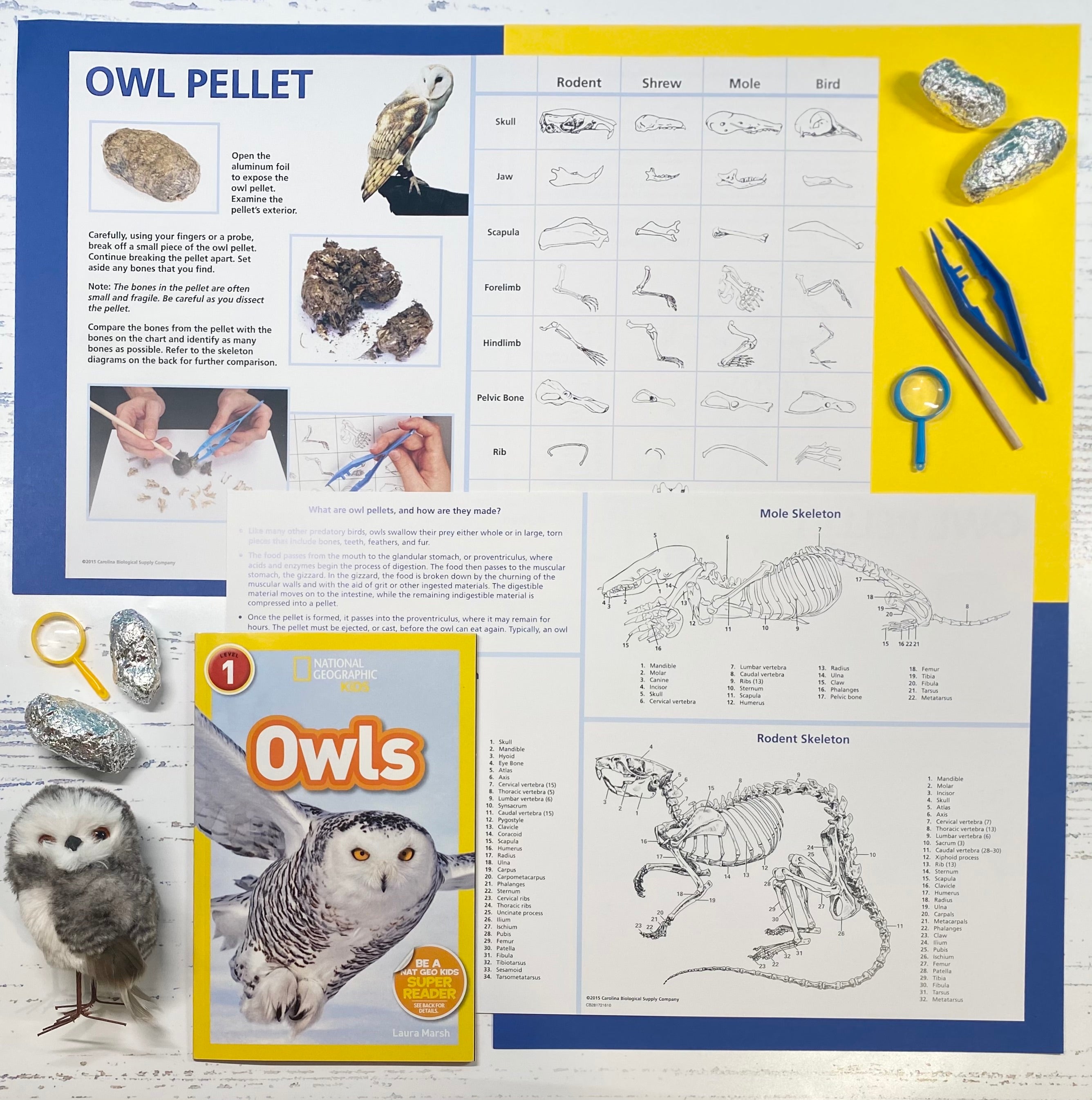 The Magnifying Glass: Owl Pellets