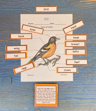 Birds and Aves Kit