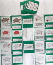 Turtles and Reptiles Kit