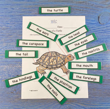 Turtles and Reptiles Kit