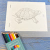 Turtles and Reptiles Kit