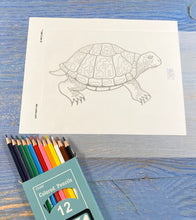 Turtles and Reptiles Kit