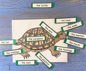 Turtles and Reptiles Kit