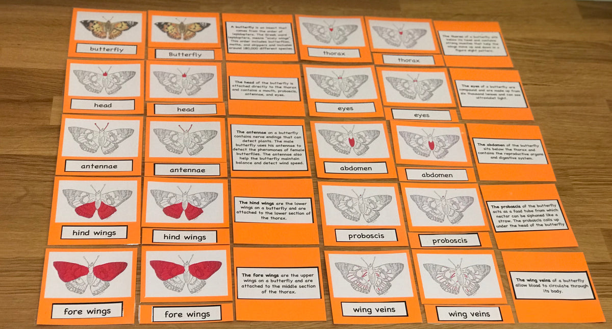 Butterfly Science Kit – ABC Crate