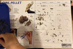Owl Pellet Dissection Kit