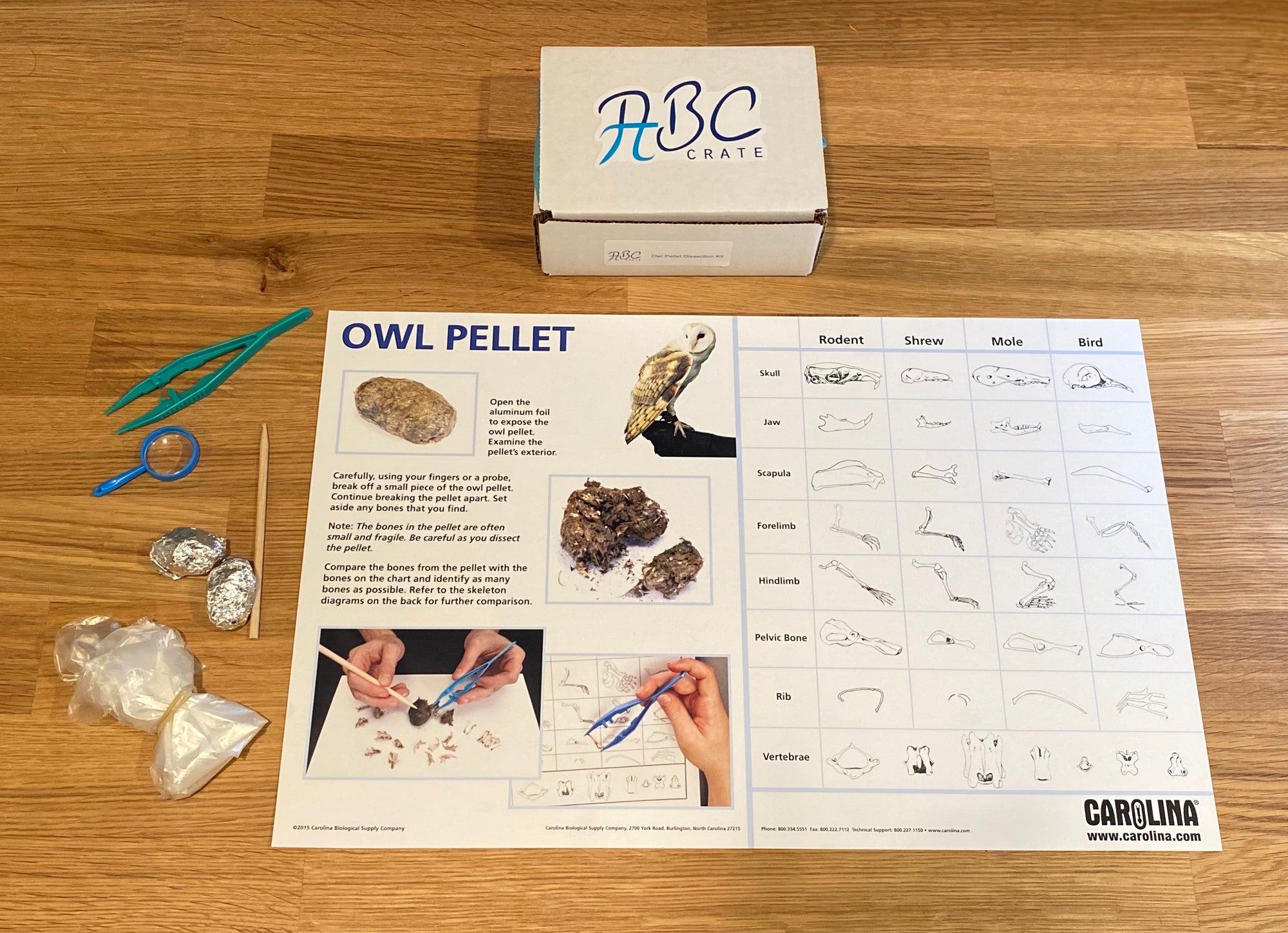 Owl Pellet Dissection Display