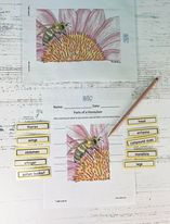 Honeybee’s and Insect Kit